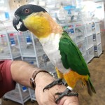 黑头凯克鹦鹉-缩略图-3