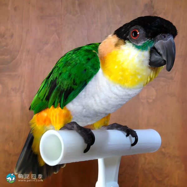 黑头凯克鹦鹉-4