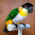 黑头凯克鹦鹉-缩略图-4