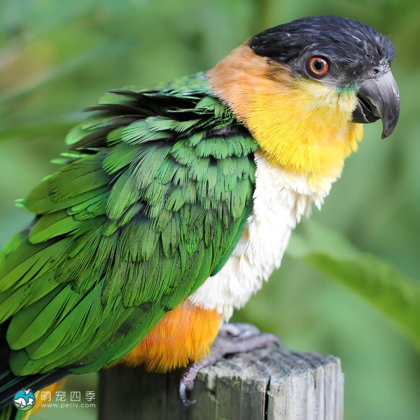 黑头凯克鹦鹉-5