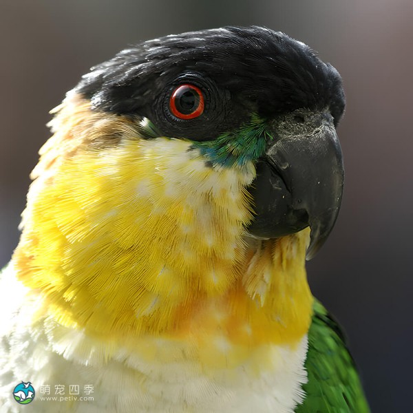黑头凯克鹦鹉-6