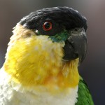 黑头凯克鹦鹉-缩略图-6
