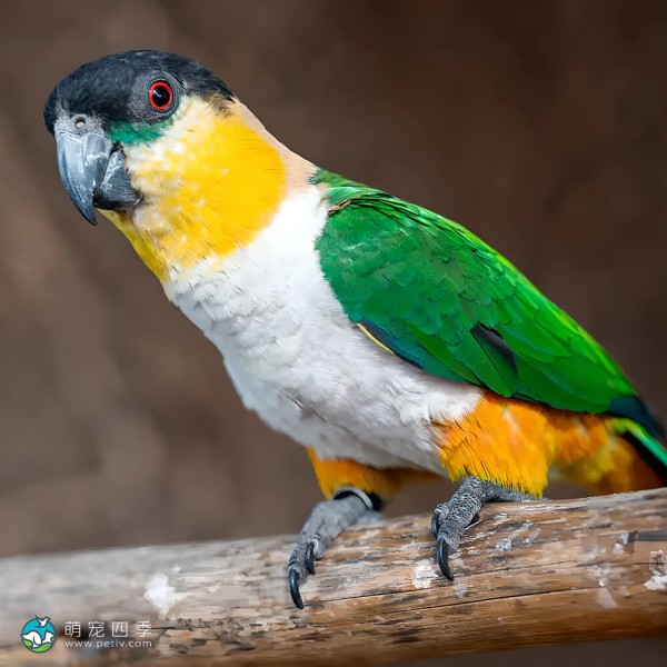 黑头凯克鹦鹉-7