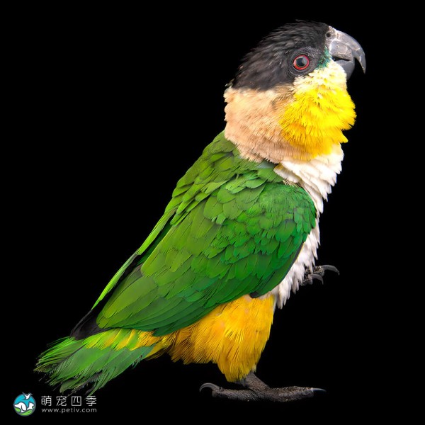 黑头凯克鹦鹉-8