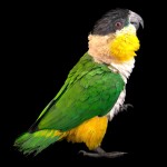 黑头凯克鹦鹉-缩略图-8