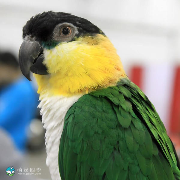 黑头凯克鹦鹉-9