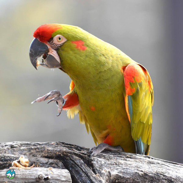 红额金刚鹦鹉-1