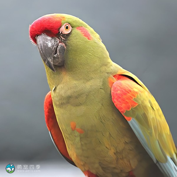 红额金刚鹦鹉-3