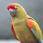 红额金刚鹦鹉-缩略图-3