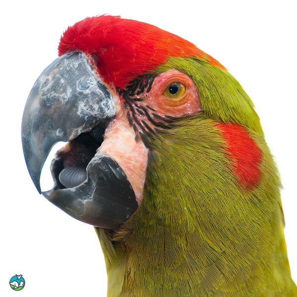 红额金刚鹦鹉-4
