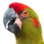 红额金刚鹦鹉-缩略图-4