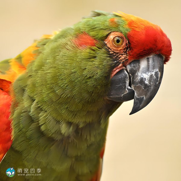 红额金刚鹦鹉-5