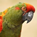 红额金刚鹦鹉-缩略图-5