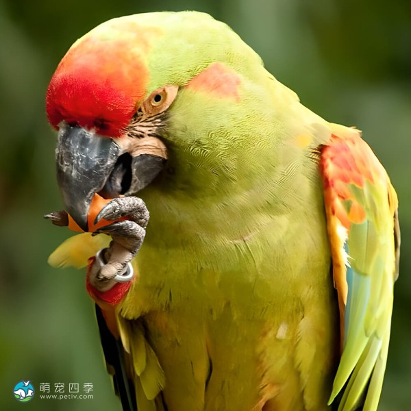 红额金刚鹦鹉-6