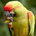 红额金刚鹦鹉-缩略图-6