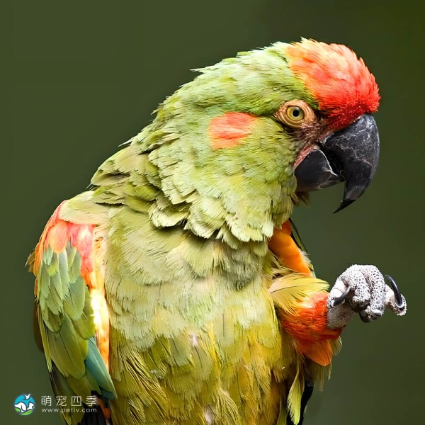 红额金刚鹦鹉-7