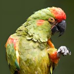 红额金刚鹦鹉-缩略图-7