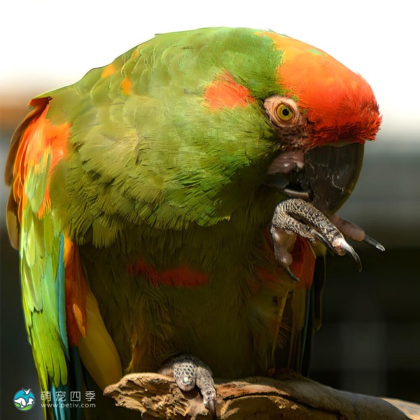 红额金刚鹦鹉-8