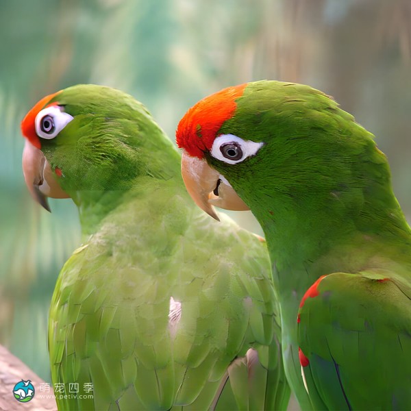 红额金刚鹦鹉-9