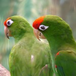 红额金刚鹦鹉-缩略图-9