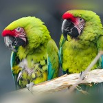 红额金刚鹦鹉-缩略图-10