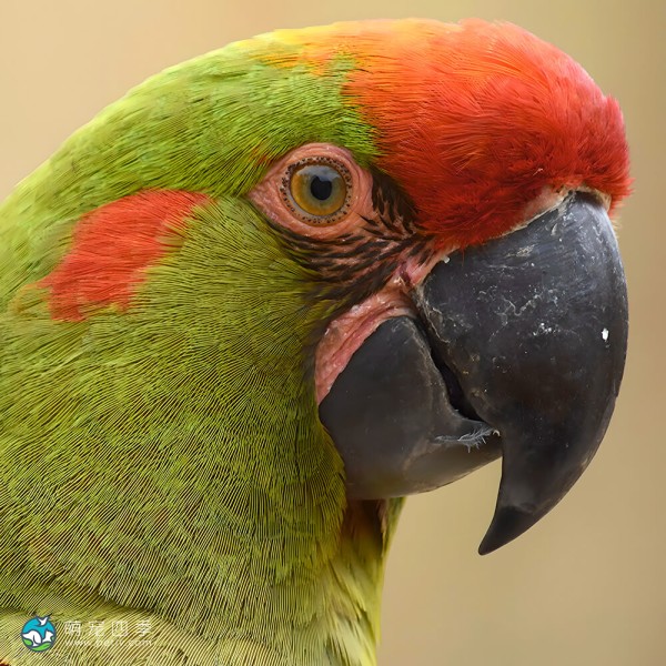 红额金刚鹦鹉-11