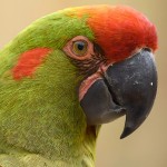 红额金刚鹦鹉-缩略图-11