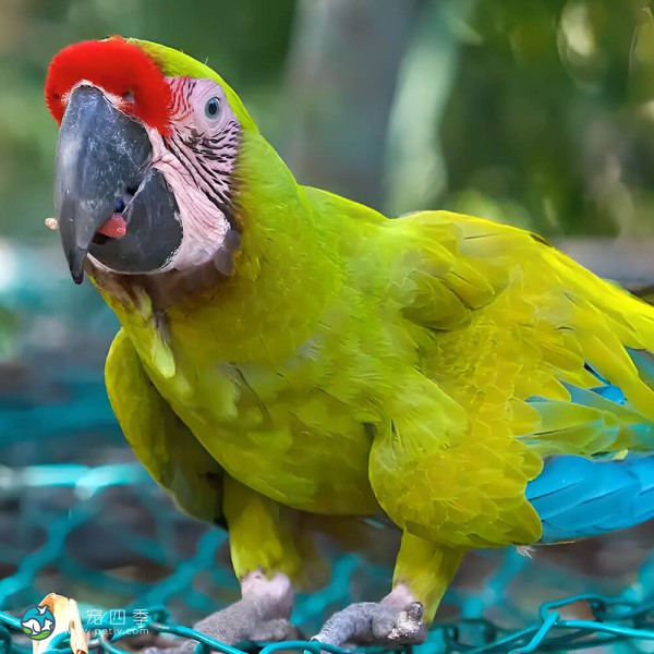 红额金刚鹦鹉-12