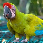 红额金刚鹦鹉-缩略图-12