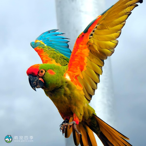 红额金刚鹦鹉-13