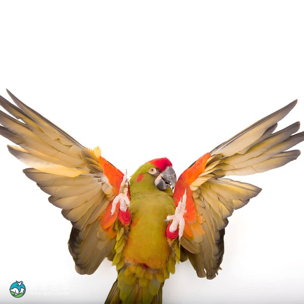 红额金刚鹦鹉-14