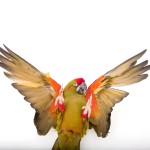红额金刚鹦鹉-缩略图-14