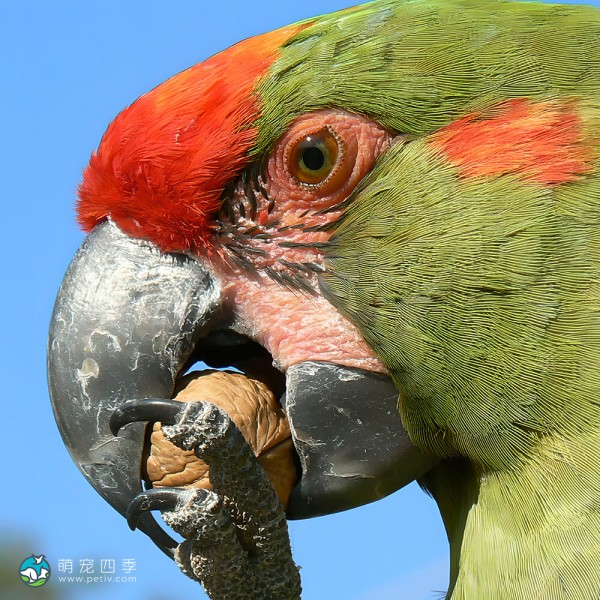 红额金刚鹦鹉-15