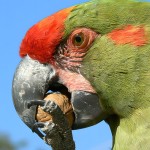红额金刚鹦鹉-缩略图-15