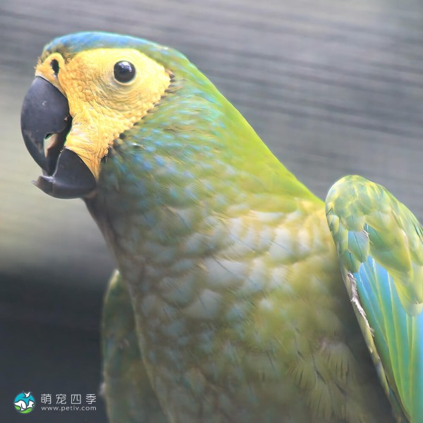 红腹金刚鹦鹉-1