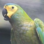 红腹金刚鹦鹉-缩略图-1