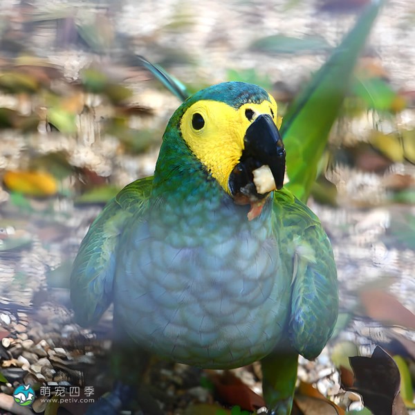 红腹金刚鹦鹉-2