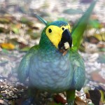 红腹金刚鹦鹉-缩略图-2