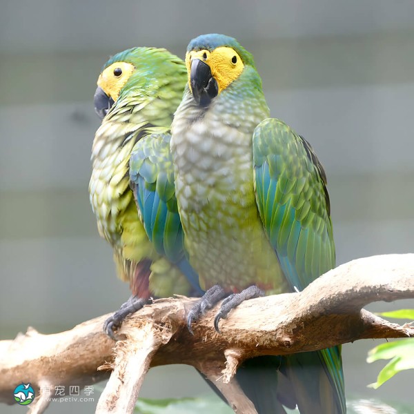 红腹金刚鹦鹉-3