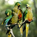 红腹金刚鹦鹉-缩略图-4