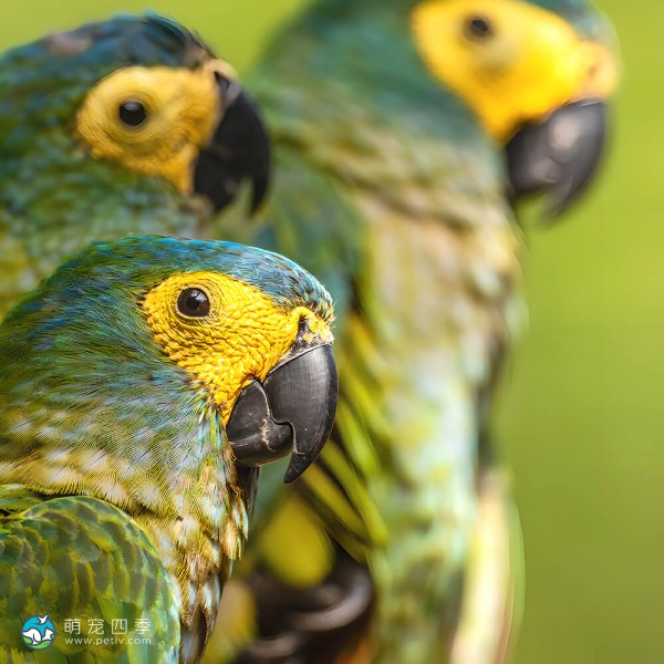 红腹金刚鹦鹉-5