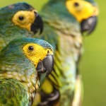 红腹金刚鹦鹉-缩略图-5