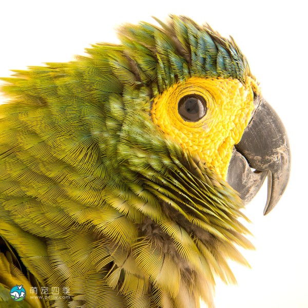 红腹金刚鹦鹉-6