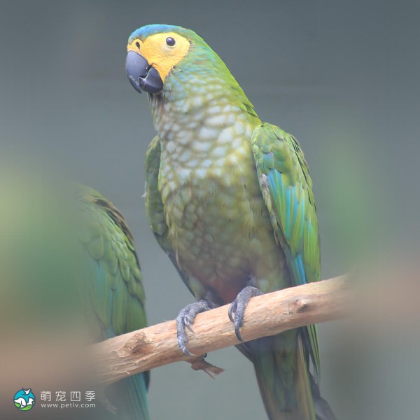 红腹金刚鹦鹉-7