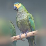 红腹金刚鹦鹉-缩略图-7