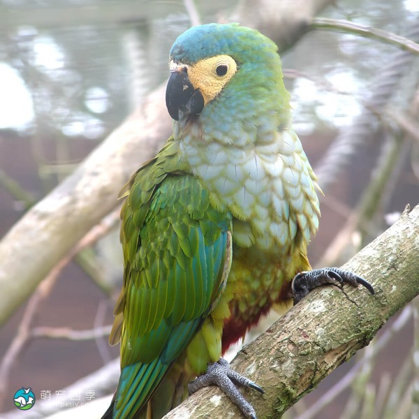 红腹金刚鹦鹉-8