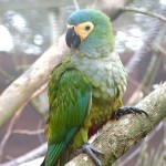 红腹金刚鹦鹉-缩略图-8