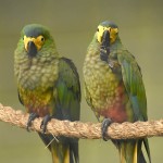 红腹金刚鹦鹉-缩略图-9