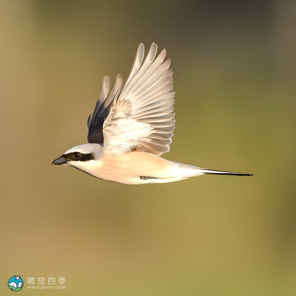 红尾伯劳 - 褐伯劳,土虎伯劳,花虎伯劳,小伯劳,Lanius cristatus - Brown Shrike - 萌宠四季