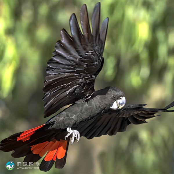 红尾黑凤头鹦鹉-1